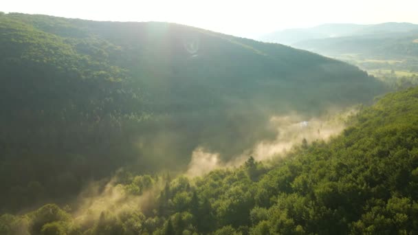 Manhã Nebulosa Vibrante Sobre Árvores Floresta Escura Nascer Sol Verão — Vídeo de Stock