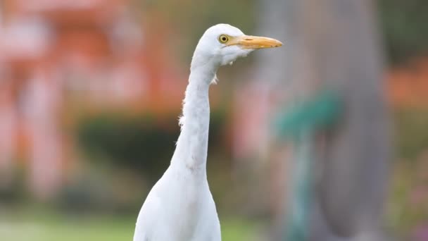 Fehér szarvasmarha tojás vadon élő madár, más néven Bubulcus ibis séta zöld gyepen nyáron — Stock videók