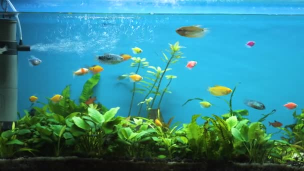 Bunte exotische Fische schwimmen im tiefblauen Aquarium mit grünen tropischen Pflanzen — Stockvideo