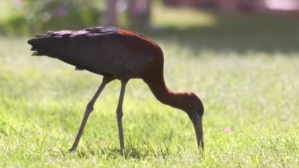 Pássaro selvagem ibis brilhante, também conhecido como Plegadis falcinellus caminhando no gramado verde no verão — Vídeo de Stock