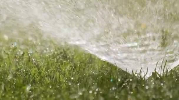 Kunststof sproeier besproeiing gras gazon met water in de zomertuin. Water geven groene vegetatie graven droge seizoen voor het behoud van het vers — Stockvideo