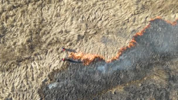 Letecký pohled hasičů hasících travnaté pole hořící červeným ohněm během období sucha. Koncept přírodních katastrof a změny klimatu — Stock video