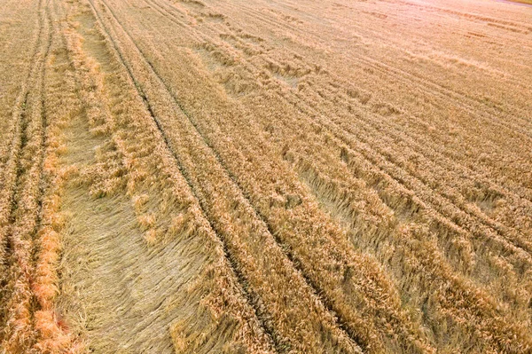 熟した農場フィールドの空中ビューは 風の小麦の頭によって壊された落下で収穫する準備ができています 損傷した作物と農業の失敗の概念 — ストック写真
