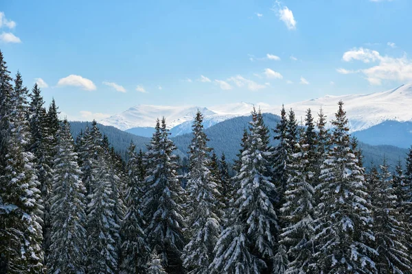 Jasná Zimní Krajina Borovicemi Pokryté Čerstvým Padlým Sněhem Horském Lese — Stock fotografie