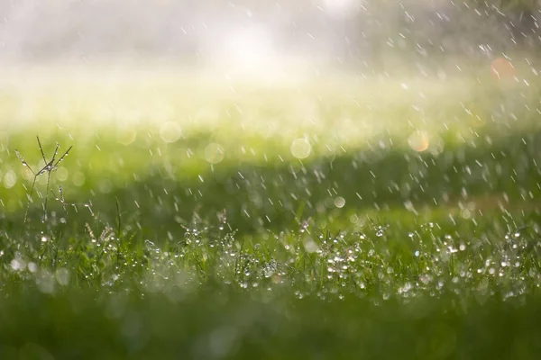 Großaufnahme Von Regentropfen Die Sommer Auf Das Grüne Gras Fallen — Stockfoto