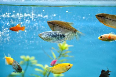 Derin mavi su akvaryumunda yeşil tropikal bitkilerle yüzen renkli egzotik balıklar..
