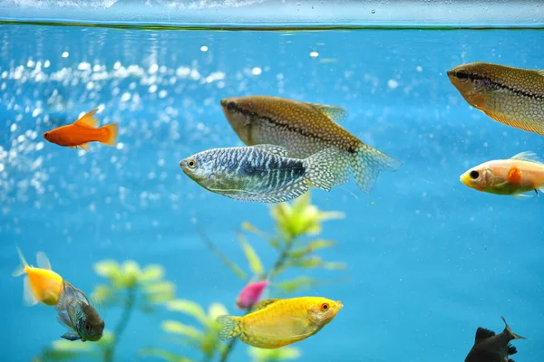 Bunte Exotische Fische Schwimmen Tiefblauen Aquarium Mit Grünen Tropischen Pflanzen — Stockfoto