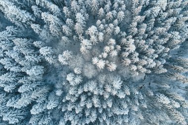 Soğuk ve sakin bir günde, kış ormanlarında yoğun kar yağışı sonrası her yer karla kaplıydı..