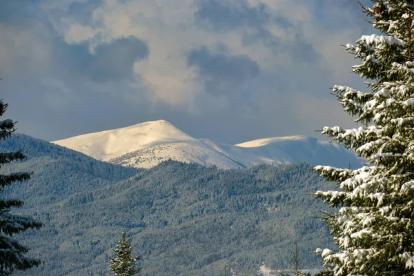 Winterlandschap Met Hoge Bergheuvels Bedekt Met Groenblijvende Dennenbossen Zware Sneeuwval — Stockfoto