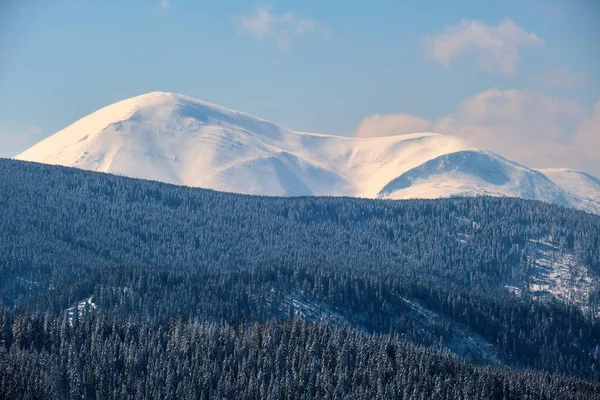 寒い冬の日に大雪の後 常緑の松林で覆われた高い山の丘と冬の風景 — ストック写真