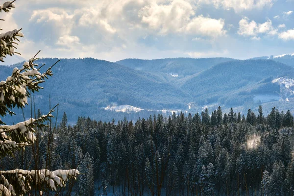 Paesaggio Invernale Con Alberi Spruse Foresta Innevata Montagne Fredde — Foto Stock