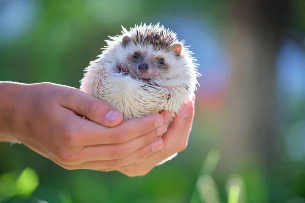 Manos Humanas Sosteniendo Pequeña Mascota Erizo Africana Aire Libre Día — Foto de Stock