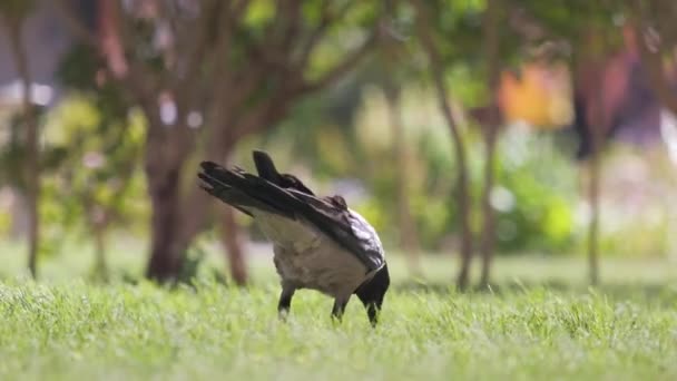 Pájaro cuervo salvaje negro buscando comida en el césped verde en verano — Vídeos de Stock