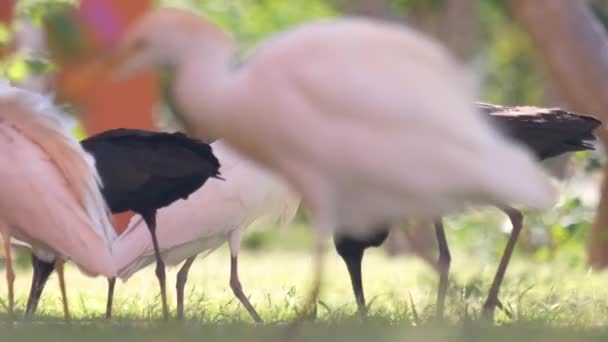 Villfugl av hvitt kveg, også kjent som Bubulcus ibis, går på grønn plen om sommeren – stockvideo