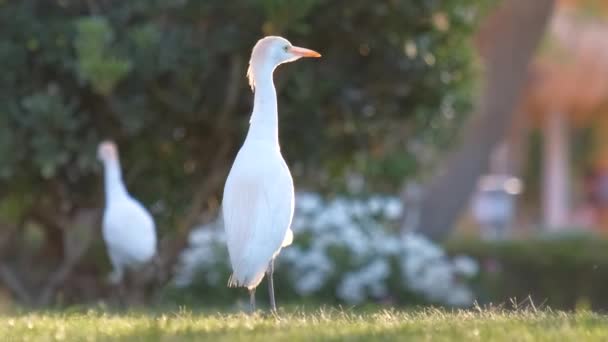 夏にはホテルの庭で緑の芝生の上を歩くと、白い牛は野生の鳥、またBubulcus ibisとして知られています。 — ストック動画
