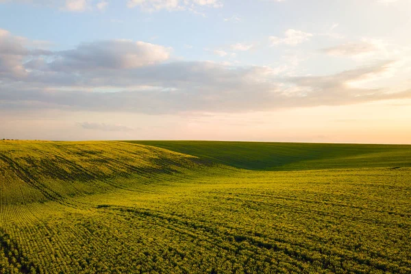 Letecký pohled na jasně zelené pole zemědělské farmy s rostoucí řepkové rostliny při západu slunce — Stock fotografie