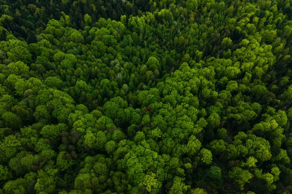 Vista aérea de pino mixto oscuro y exuberante bosque con copas de árboles verdes — Foto de Stock