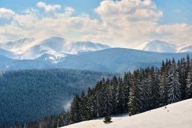 Soğuk ve aydınlık bir günde, kış ormanlarında şiddetli kar yağışı sırasında, her daim yeşil çam ağaçları olan parlak manzara.