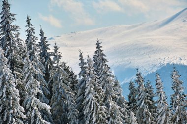 Soğuk kış gününde dağ ormanlarında çam ağaçlarıyla kaplı parlak kış manzarası.