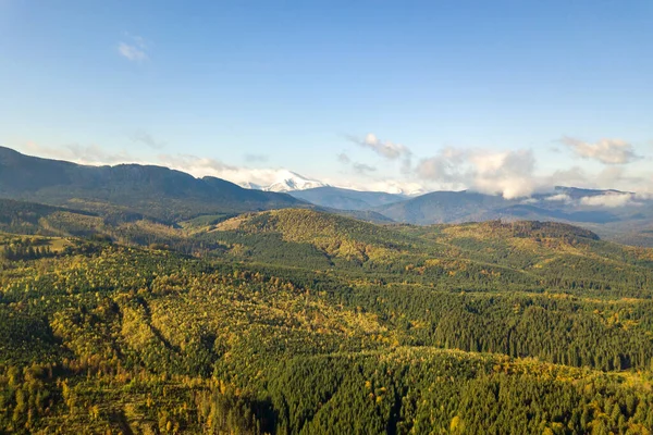 Pemandangan udara gunung megah ditutupi dengan hutan cemara hijau dan puncak bersalju tinggi — Stok Foto