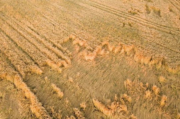 Veduta aerea del campo agricolo maturo pronto per la raccolta con caduto rotto da teste di grano eolico. Colture danneggiate e concetto di fallimento agricolo — Foto Stock