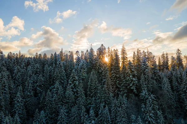 Aerial winter landscape with spruse trees of snow covered forest in cold mountains in the evening — Stock Photo, Image