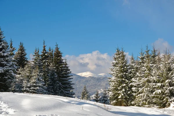 Яркий зимний пейзаж с соснами, покрытыми свежим снегом в горном лесу в холодный зимний день — стоковое фото