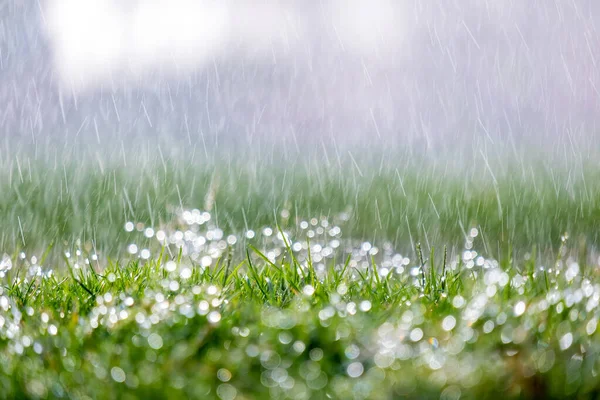 Großaufnahme von Regentropfen, die im Sommer auf das grüne Gras fallen — Stockfoto