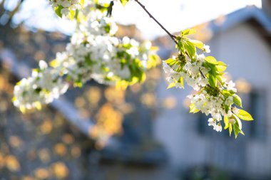 Bahar bahçesinde çiçek açan beyaz ve pembe yapraklı meyve ağacı dalları