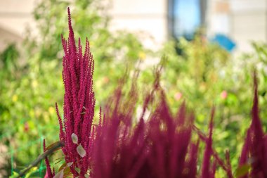 Yaz bahçesinde yetişen kırmızı kızılderili bitkisi. Yaprak sebze, tahıl ve süs bitkisi, protein ve amino asit kaynağı