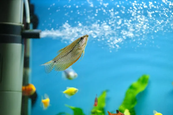 Színes egzotikus halak úsznak mélykék akváriumban zöld trópusi növényekkel — Stock Fotó