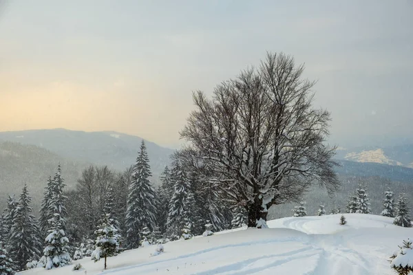 Paesaggio fangoso con sentieri e alberi scuri nudi coperti di neve fresca caduta nella foresta montana invernale nella fredda mattina nebbiosa — Foto Stock