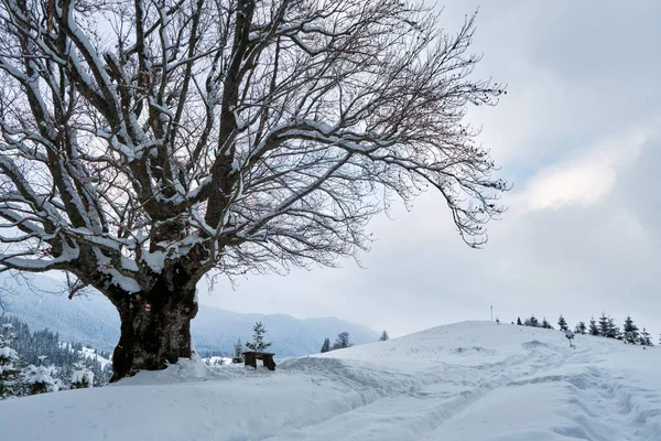 Paesaggio fangoso con sentieri e alberi scuri coperti di neve fresca caduta nella foresta montana invernale in una giornata fredda e cupa — Foto Stock