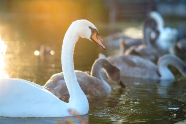 Yazın göl suyunda yüzen beyaz ve gri kuğular