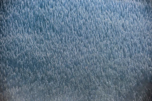 Felülről lefelé légi kilátás hó borított örökzöld fenyőerdő után nehéz hóesés télen hegyi erdők hideg csendes napon — Stock Fotó
