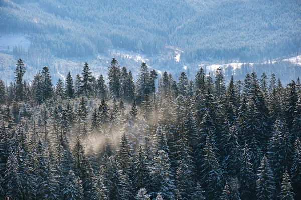 Ψηλά αειθαλή πεύκα κατά τη διάρκεια της έντονης χιονόπτωση στο χειμερινό ορεινό δάσος την κρύα φωτεινή ημέρα — Φωτογραφία Αρχείου