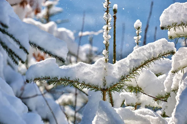Soğuk ve aydınlık bir günde kış ormanlarında çam ağaçlarının dalları karla kaplıdır. — Stok fotoğraf
