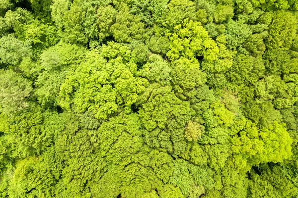 Von oben nach unten Luftaufnahme des grünen Sommerwaldes mit Vordächern von vielen frischen Bäumen — Stockfoto