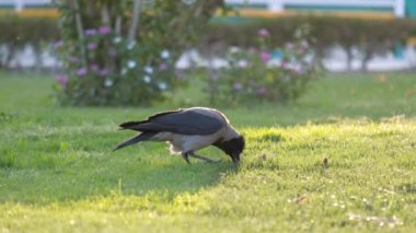 Yazın yeşil çimlerde yiyecek arayan kara karga kuşu.