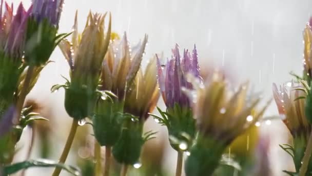 夏の庭のカラフルな花に落ちる雨滴の閉鎖 — ストック動画