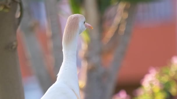 Bílý dobytek volavky divoký pták, také známý jako Bubulcus ibis chůzi na zeleném trávníku v létě — Stock video