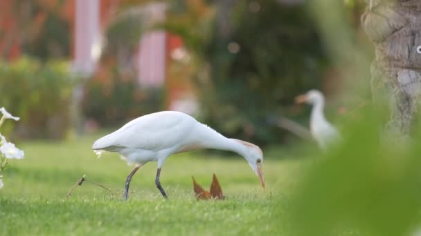 Біла худоба епоха диких птахів, також відома як Bubulcus Ibis, ходить на зеленому газоні на подвір'ї готелю влітку — стокове відео