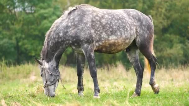 Schöne graue Pferde grasen im grünen Grasland Sommerfeld — Stockvideo