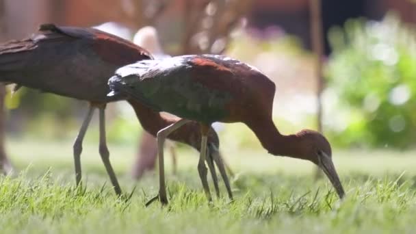 Brillante pájaro salvaje ibis, también conocido como Plegadis falcinellus caminando sobre césped verde en verano — Vídeos de Stock