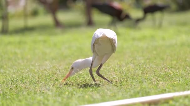 Άσπρα βοοειδή egret άγριο πουλί, επίσης γνωστή ως Bubulcus ibis περπάτημα στο πράσινο γκαζόν το καλοκαίρι — Αρχείο Βίντεο