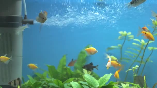 Bunte exotische Fische schwimmen im tiefblauen Aquarium mit grünen tropischen Pflanzen — Stockvideo