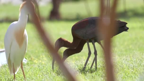 Glossy ibis vilda fågel, även känd som Plegadis falcinellus promenader på grön gräsmatta på sommaren — Stockvideo
