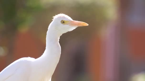 Pájaro salvaje garceta blanca, también conocido como Bubulcus ibis caminando sobre césped verde en verano — Vídeos de Stock