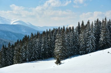 Soğuk kış gününde dağ ormanlarında çam ağaçlarıyla kaplı parlak kış manzarası.