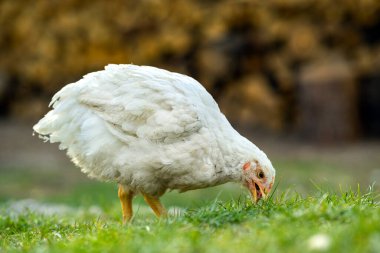 Geleneksel kırsal çiftlik çiftliğinde tavuk beslenir. Ahırda duran yeşil çimenli tavuğa yakın durun. Serbest tarım kümes hayvanları konsepti